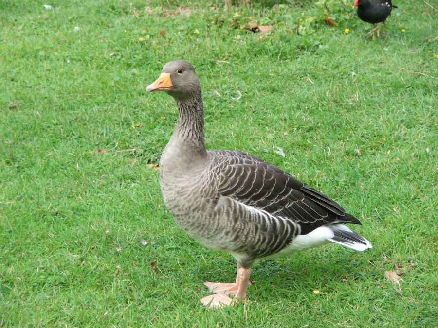 Gans Dierenweetjes - Zoobi