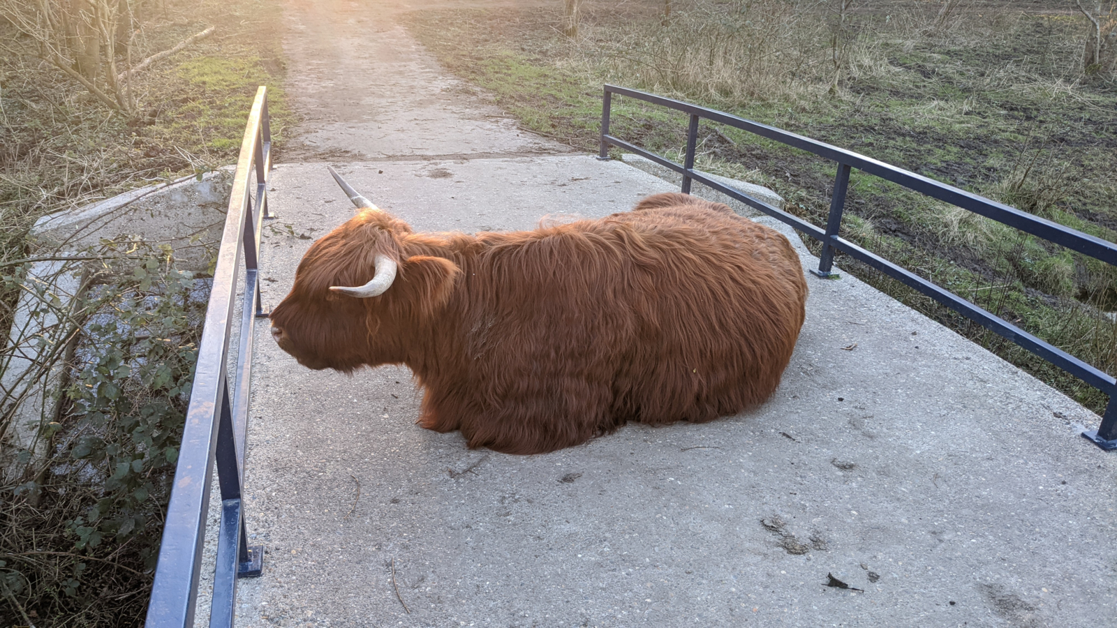 Schotse Hooglander die op een brug ligt te rusten