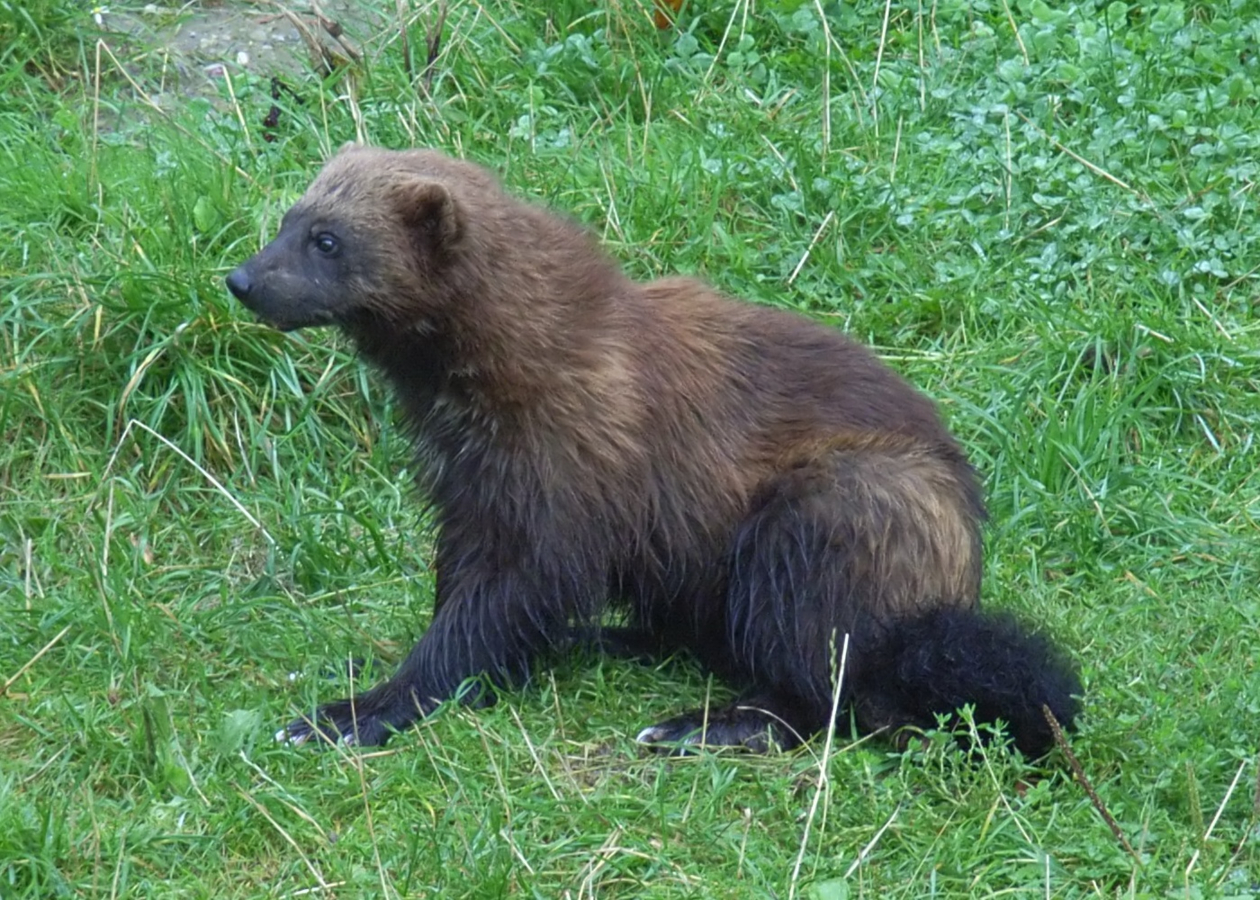 Veelvraat in het gras