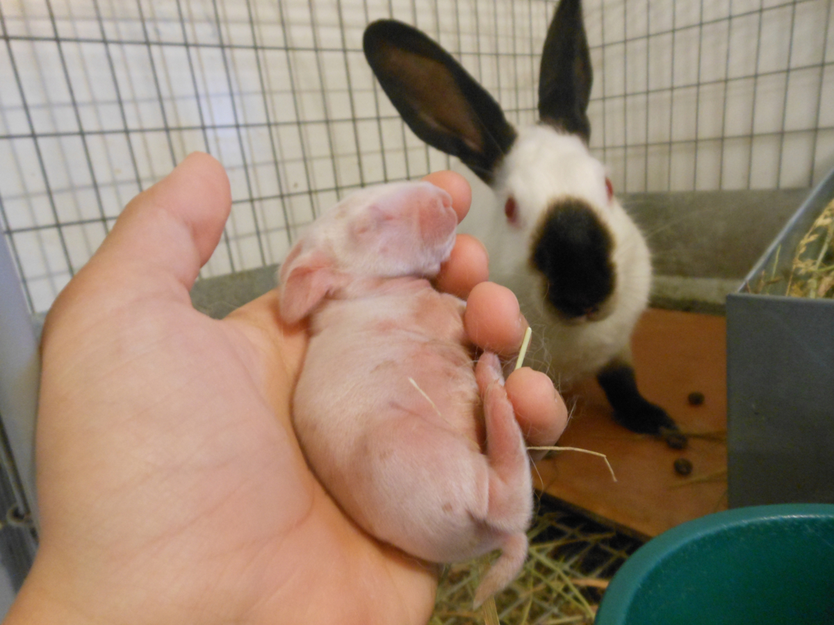Pasgeboren baby konijn