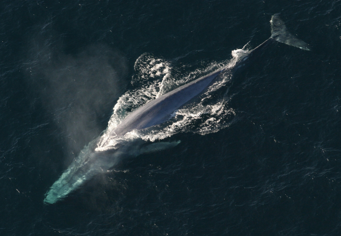 Blauwe vinvis die boven water komt