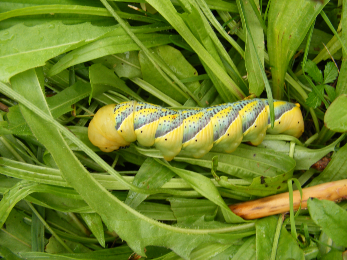 Rups tussen de bladeren