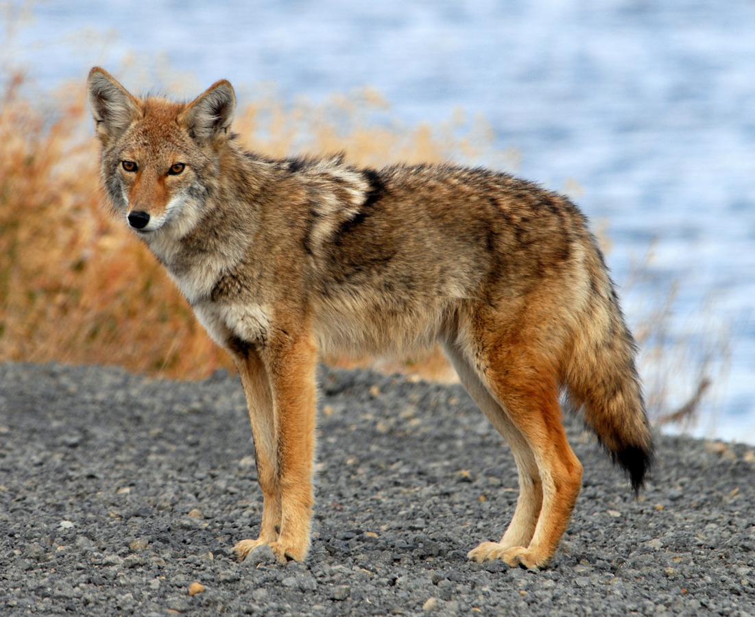 Coyote bij een meer