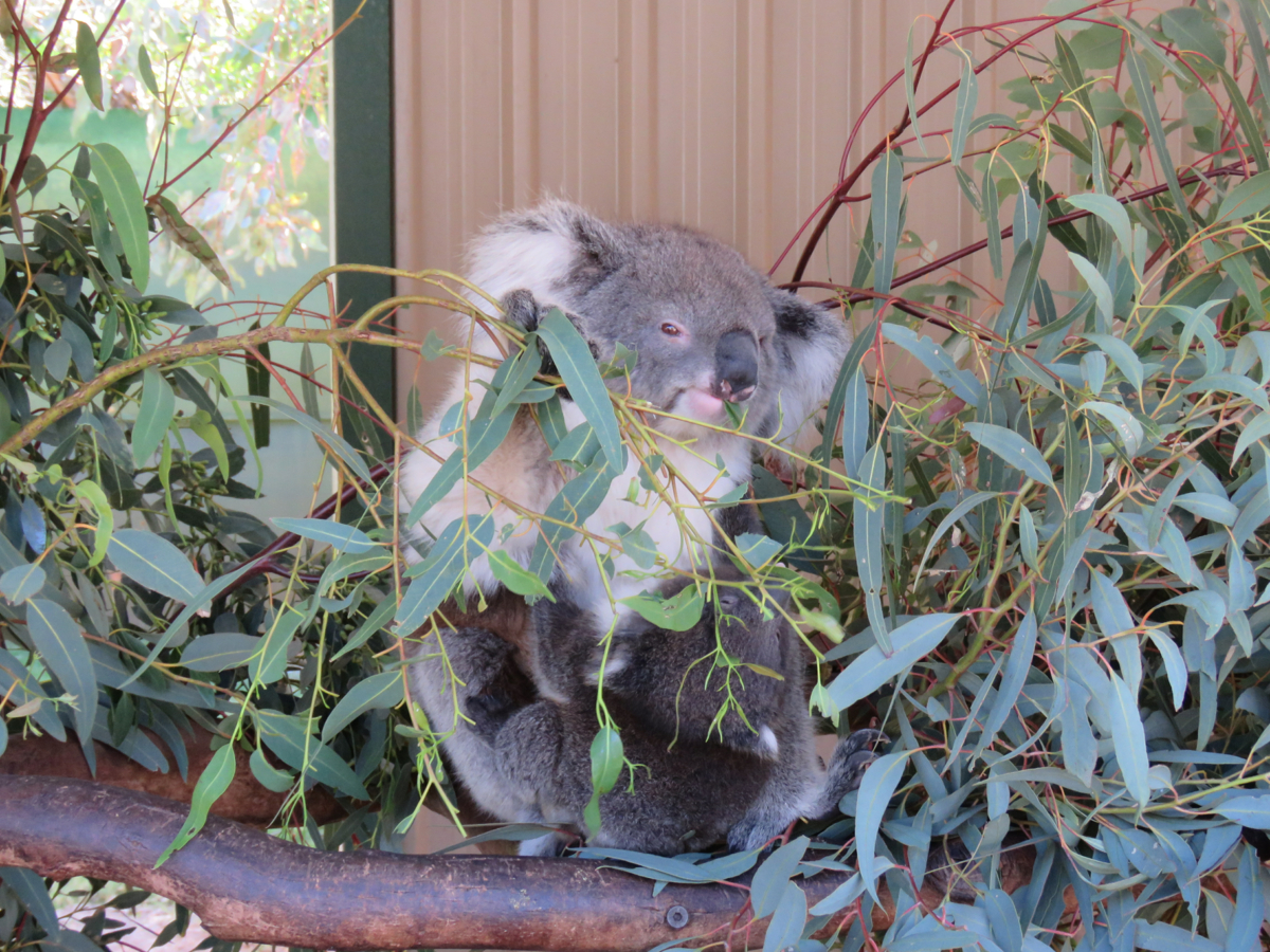 Koala aan het eten