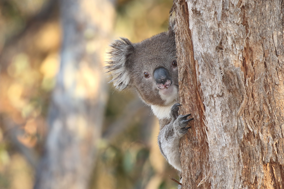 Koala in een boom