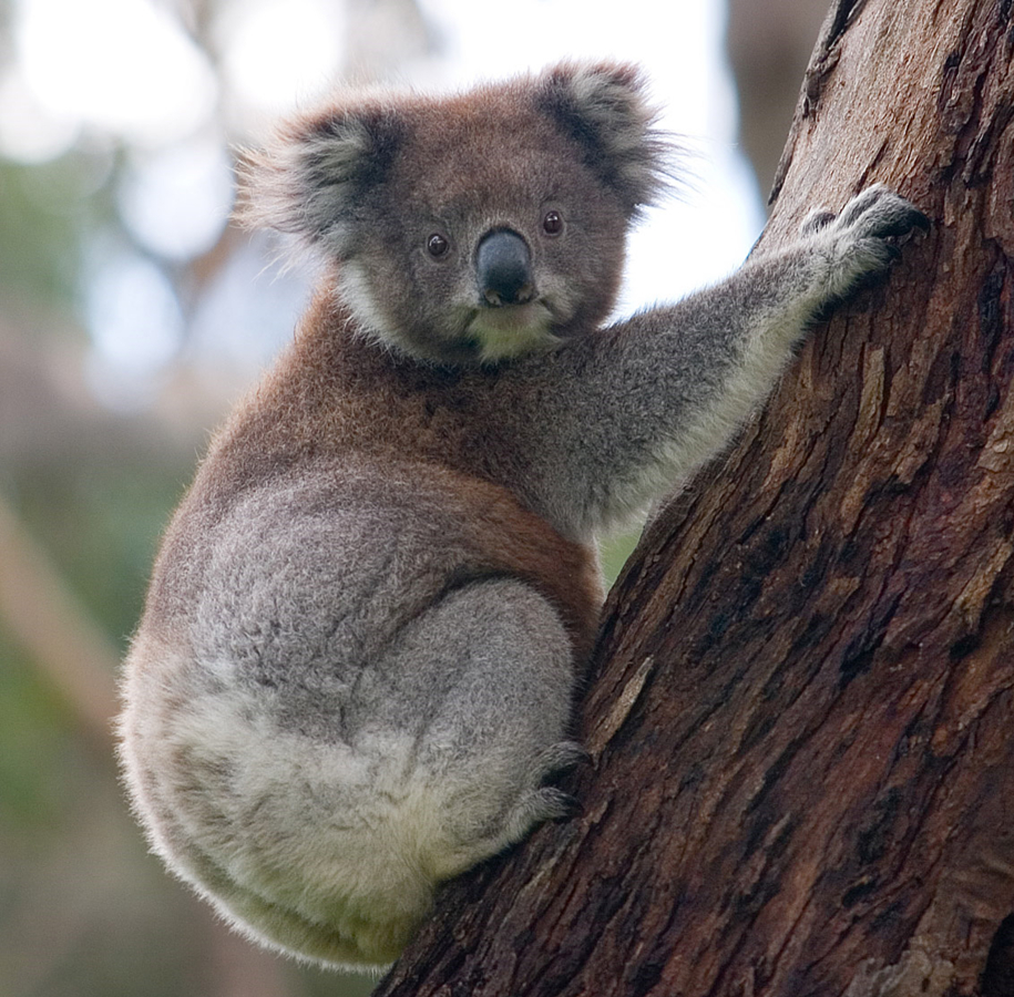 Koala in een boom