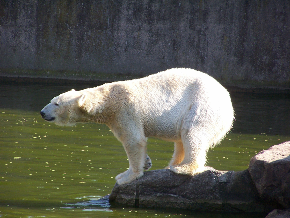 IJsbeer in dierentuin