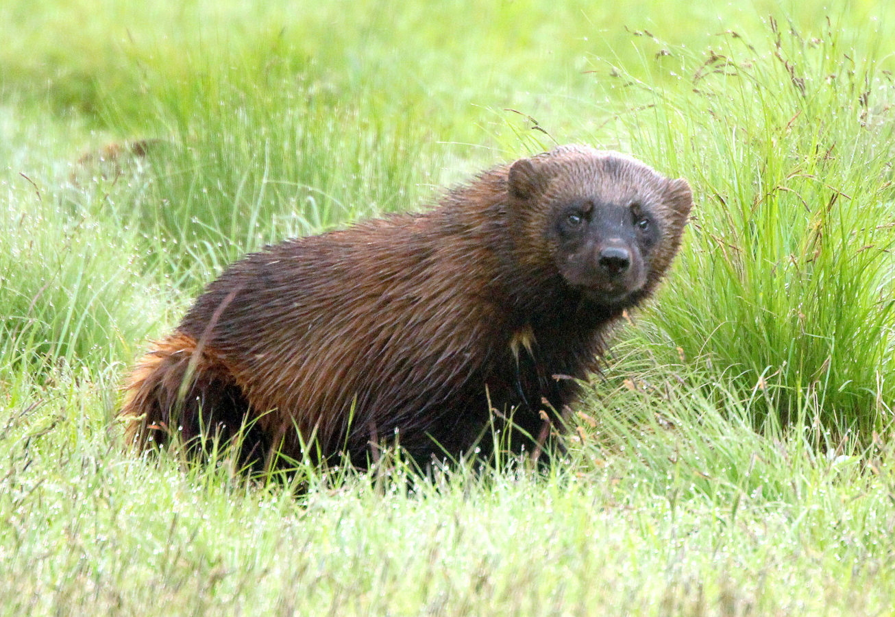 Veelvraat in het gras