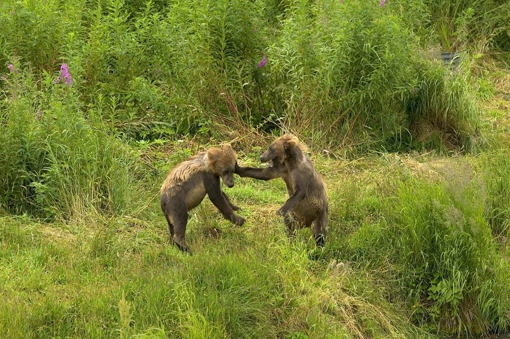 Twee grizzlybeer welpjes aan het spelen