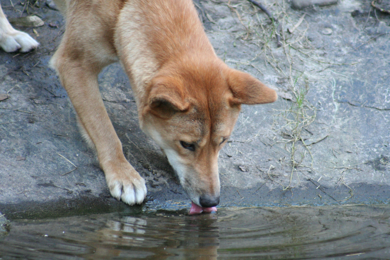 Close-up van een dingo die water drinkt