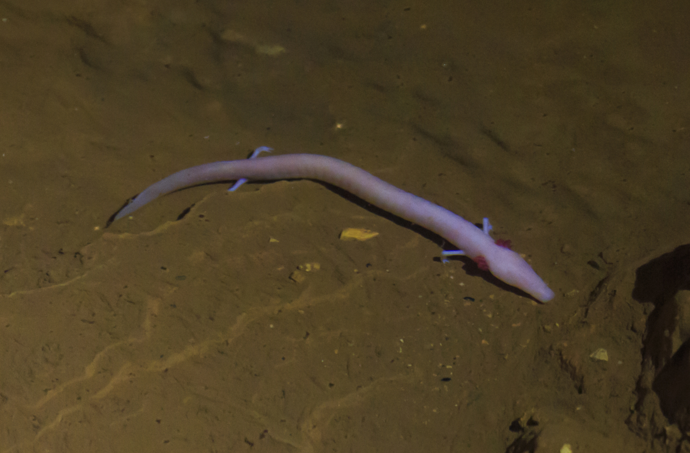 olm