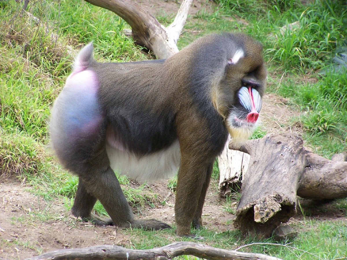 Mandril van zijkant, naast een boomstam