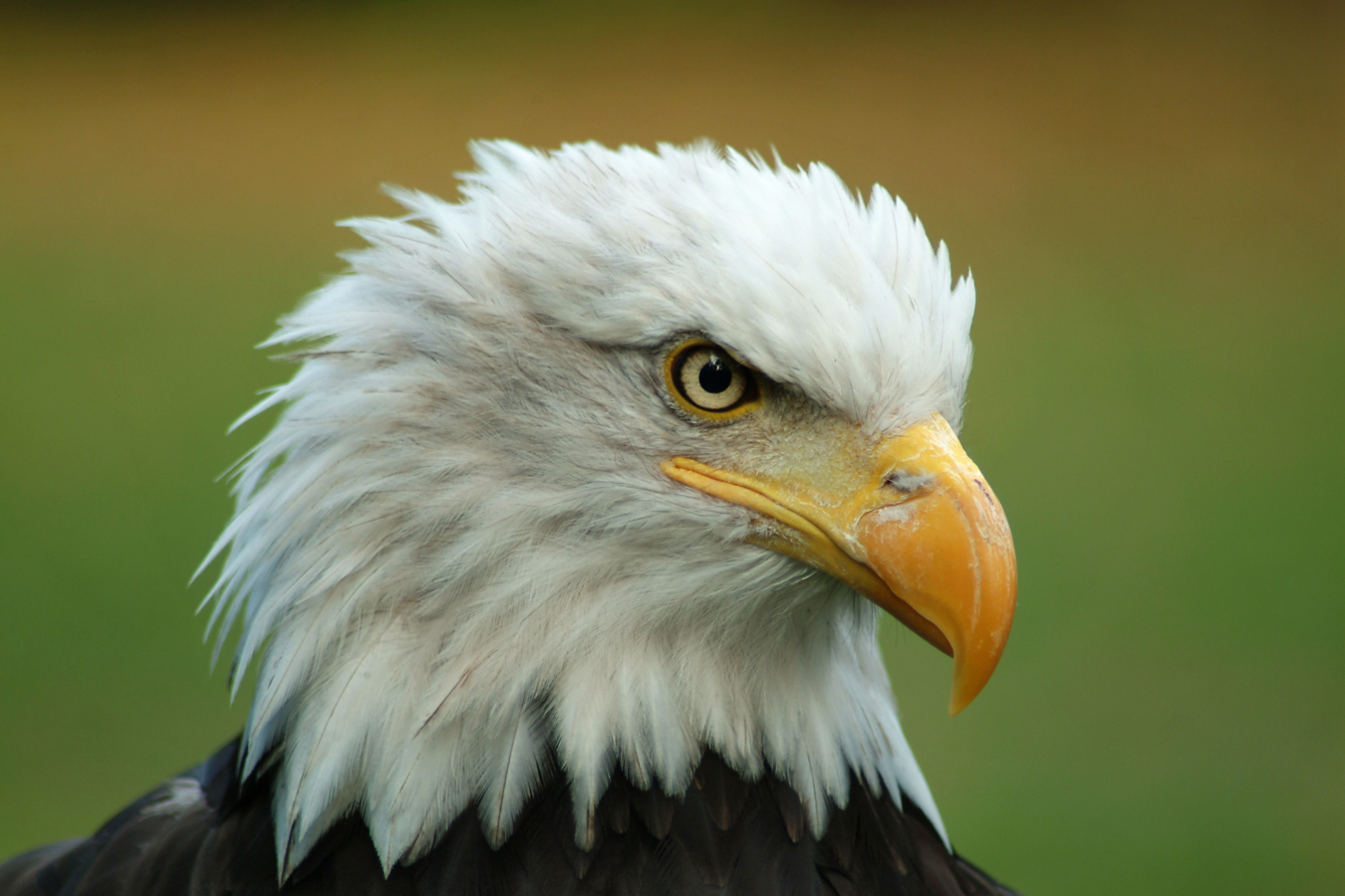 Kop van een Amerikaanse Zeearend