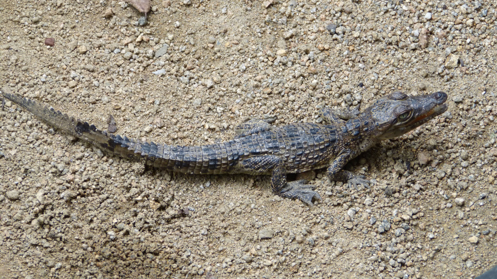 Baby Cubaanse Krokodil