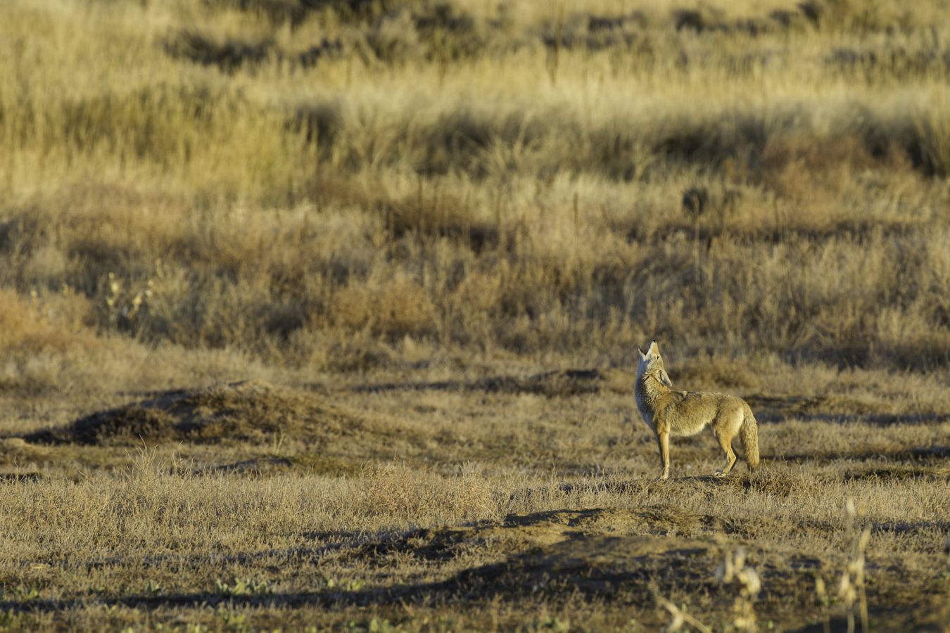 Huilende coyote