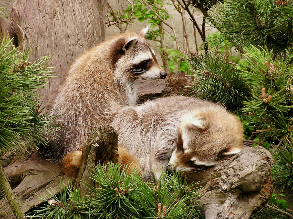 Twee wasberen in een boom