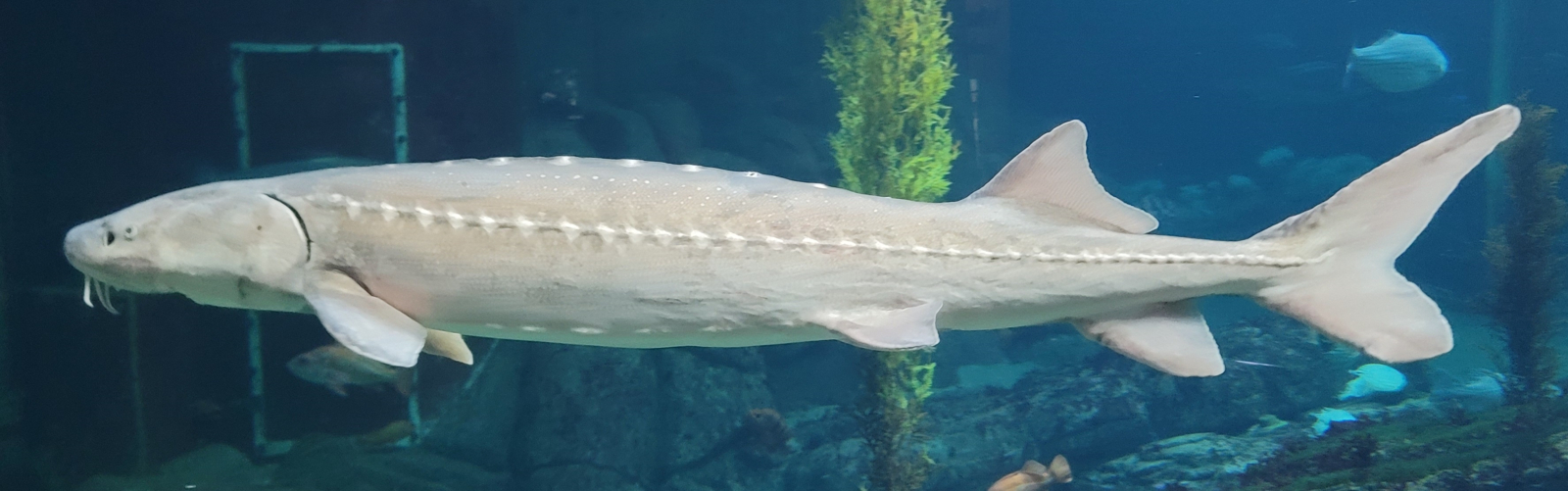 Witte steur in een aquarium