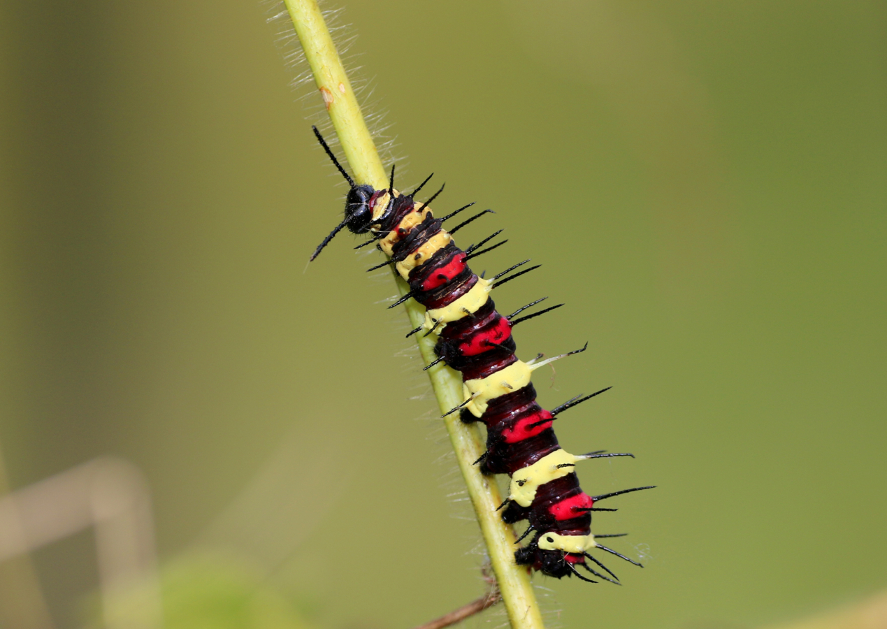 Rups met meerdere kleuren
