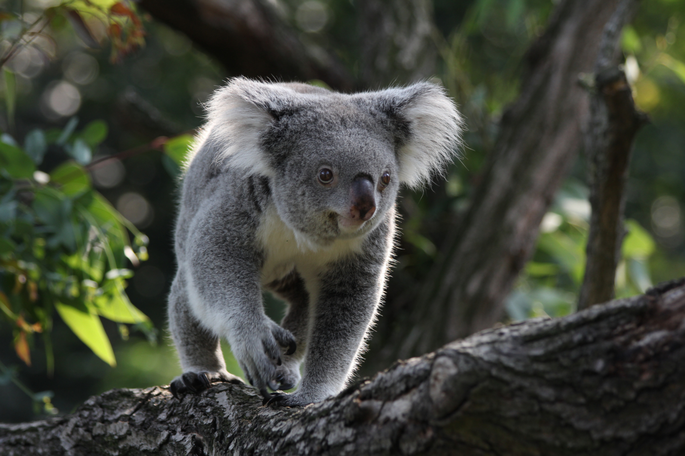 Koala die loopt op een tak