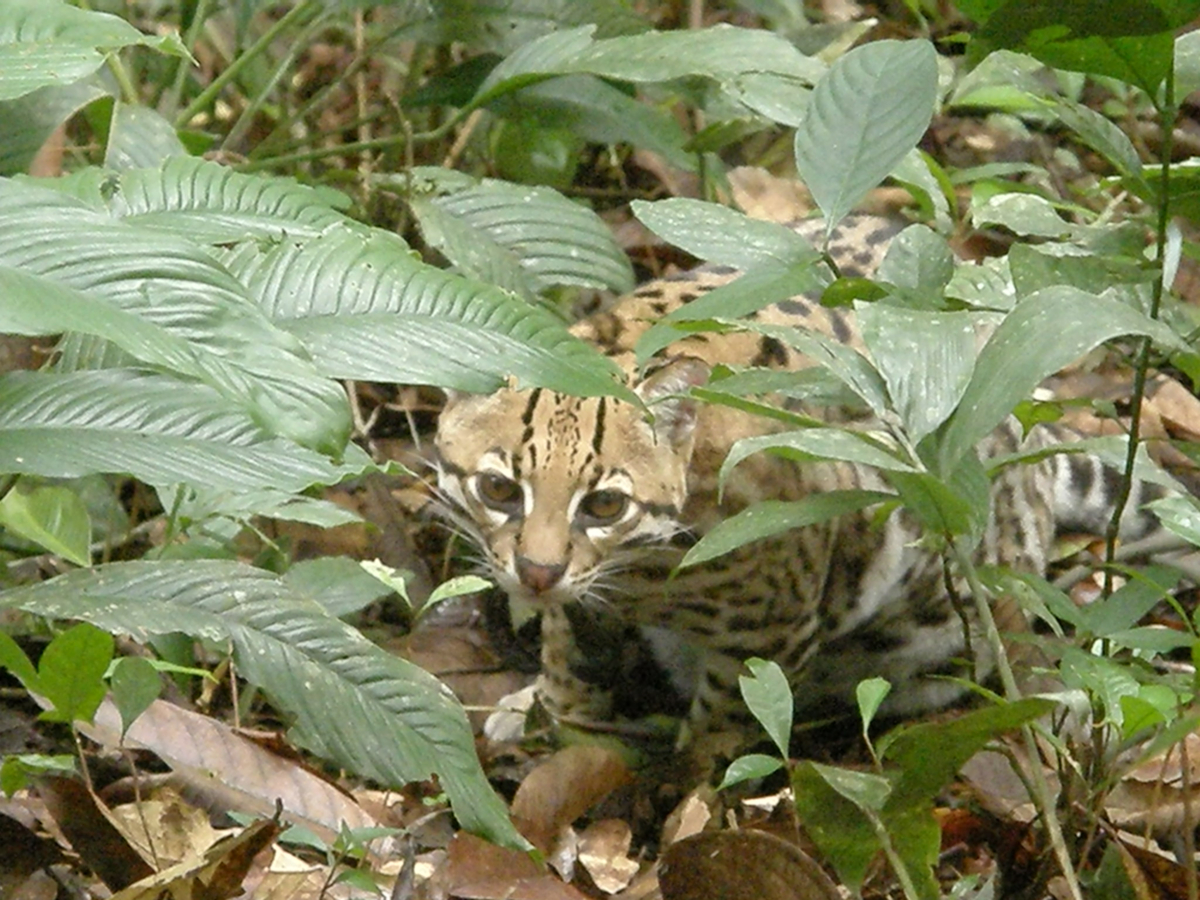 Ocelot verstop achter planten