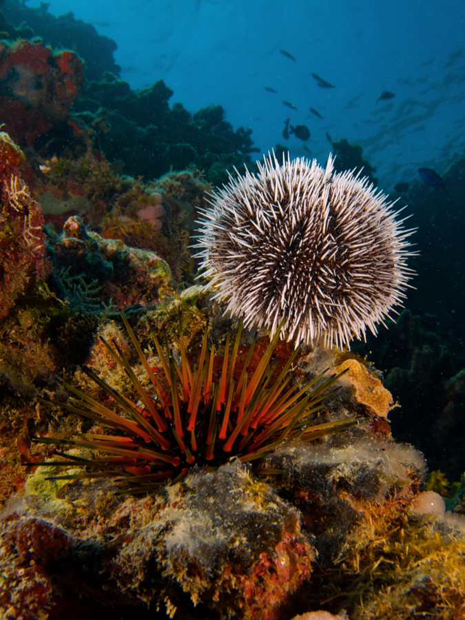 Tripneustes ventricosus