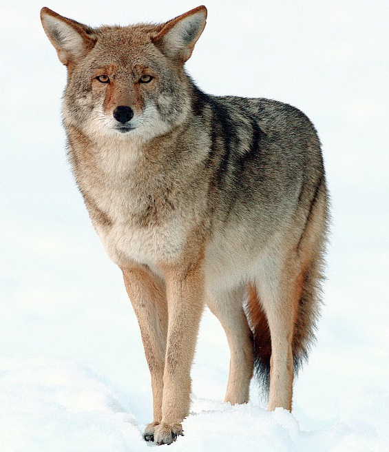 Coyote in de sneeuw