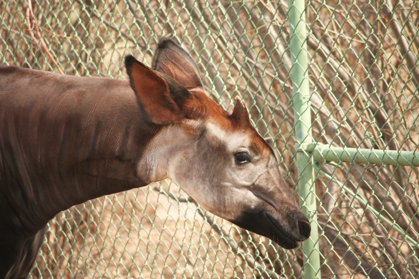 Kop van een mannetjes Okapi