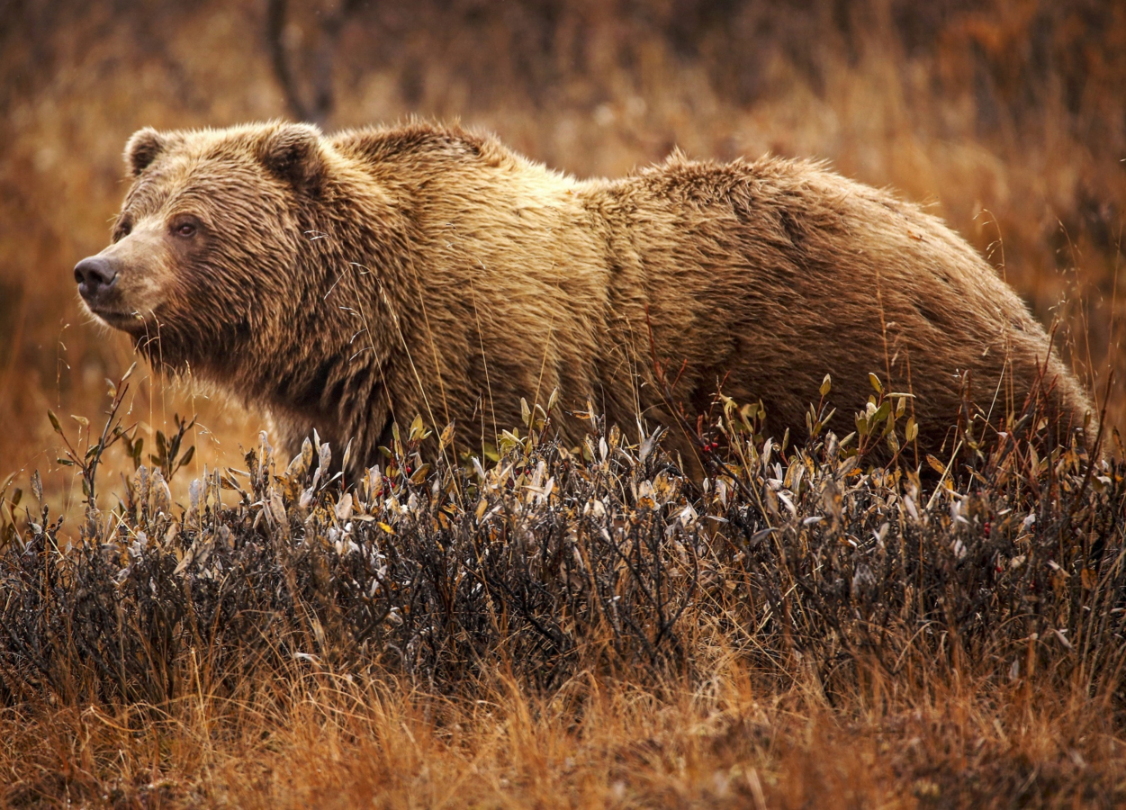 Grizzlybeer in het gras