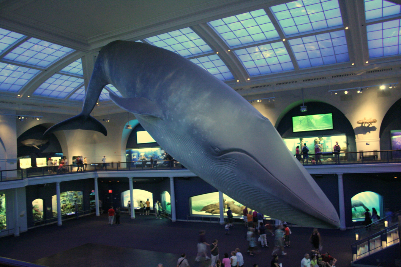 Model van een blauwe vinvis in het museum