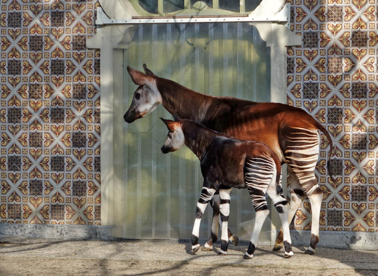 Okapi met jong