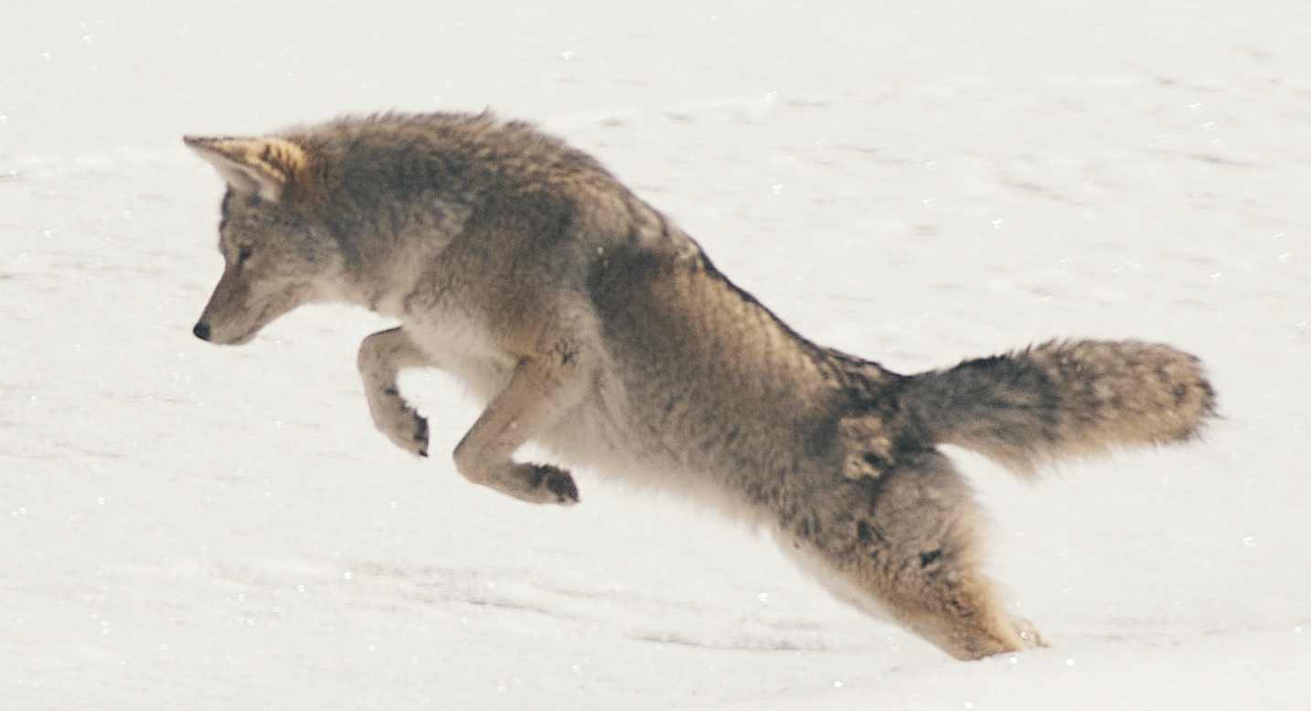 Coyote aan het jagen