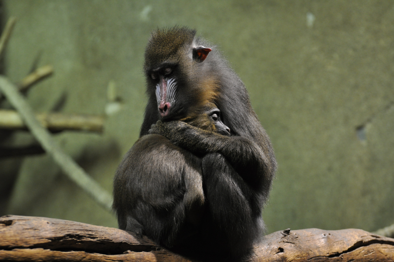 Mandril die jong omarmt. Zittend op tak.