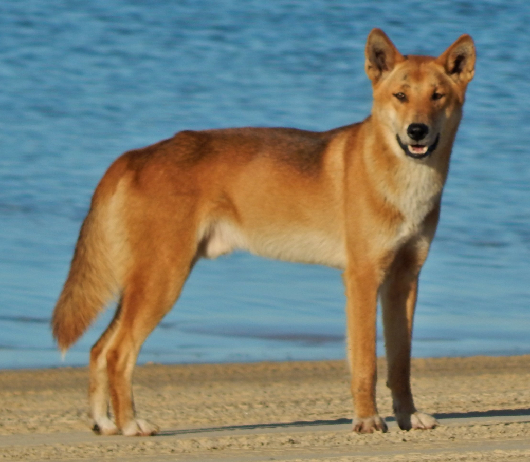 Dingo die voor het water staat en naar de camera kijkt