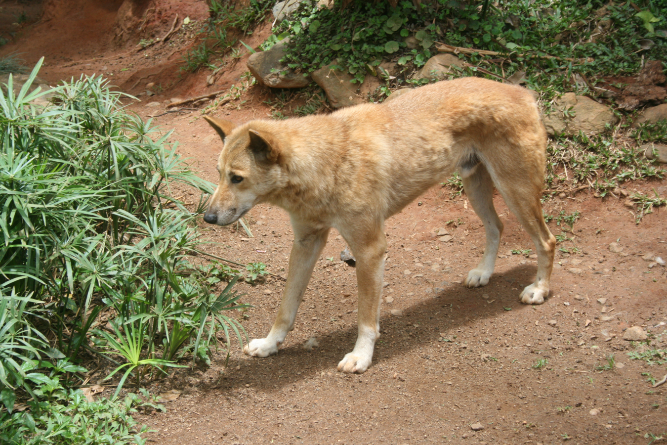 Dingo naast een struik