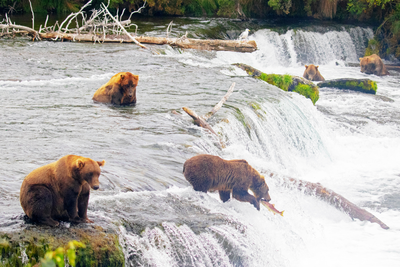 Grizzlyberen jagen op zalm