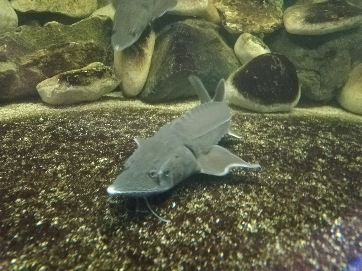 Steur op de bodem van een aquarium