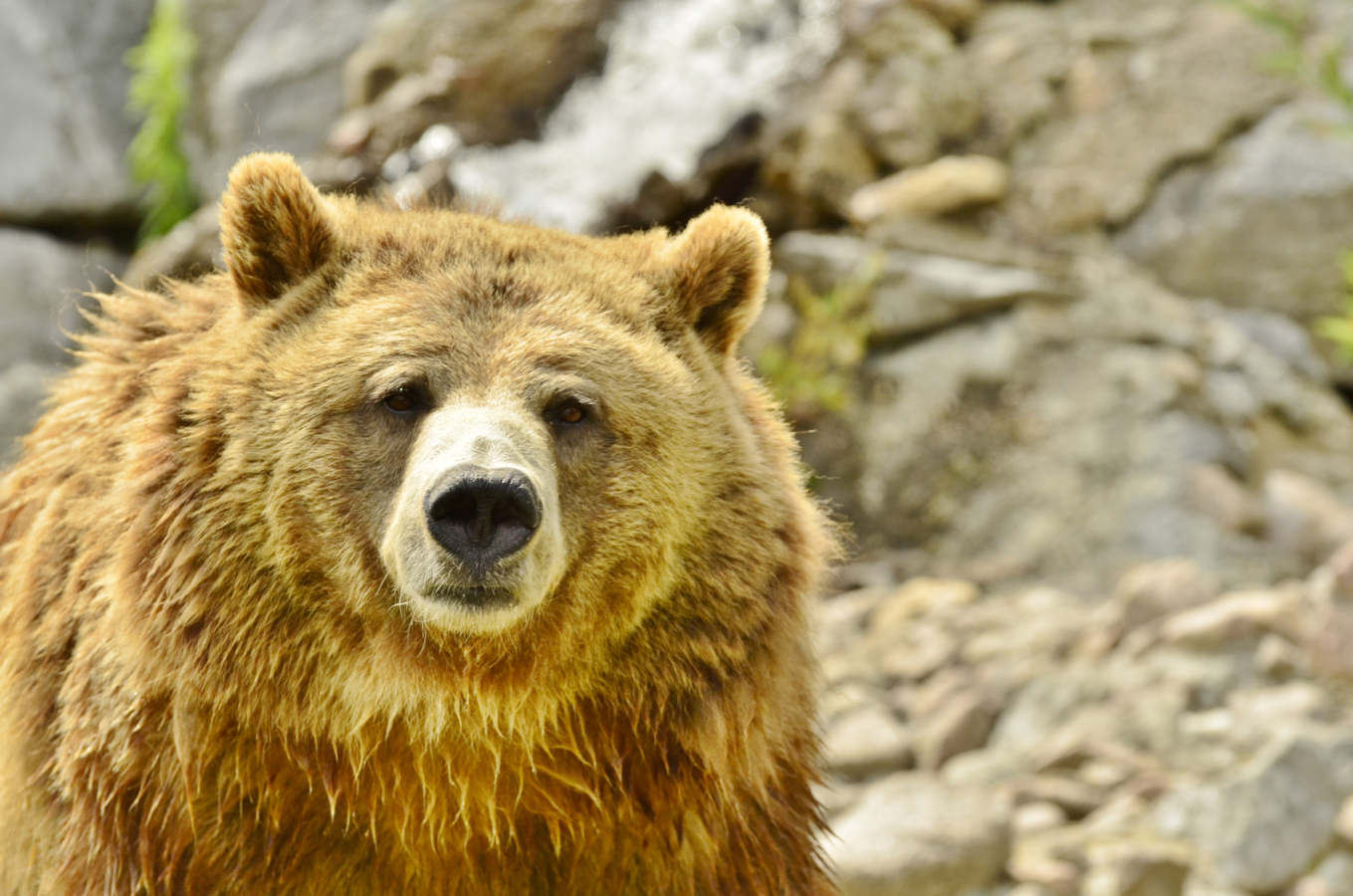 Grizzlybeer in de dierentuin