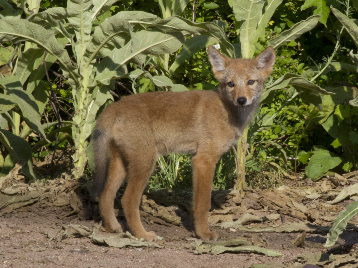 Coyote pup