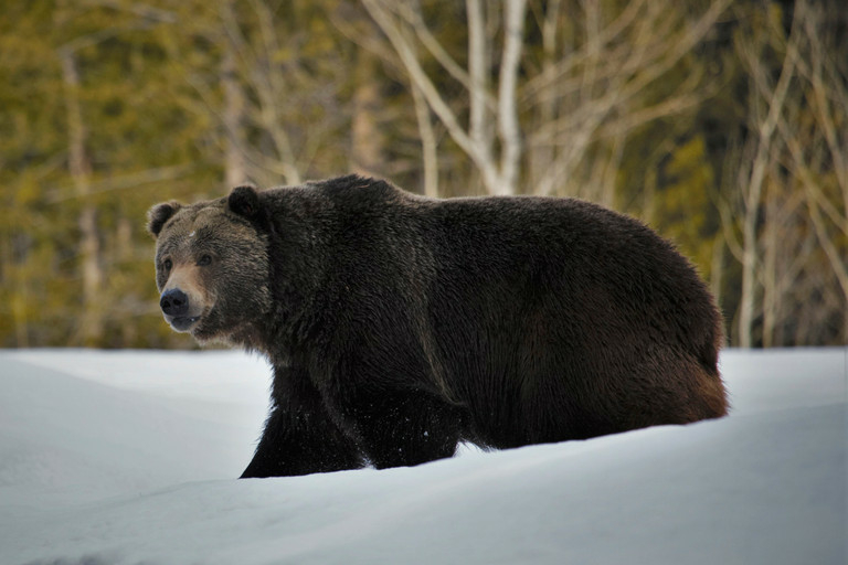 Grizzlybeer in het gras