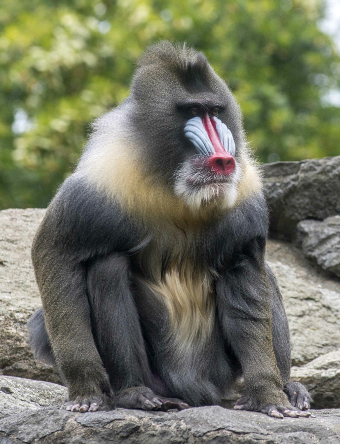Mandril die zit op een rots