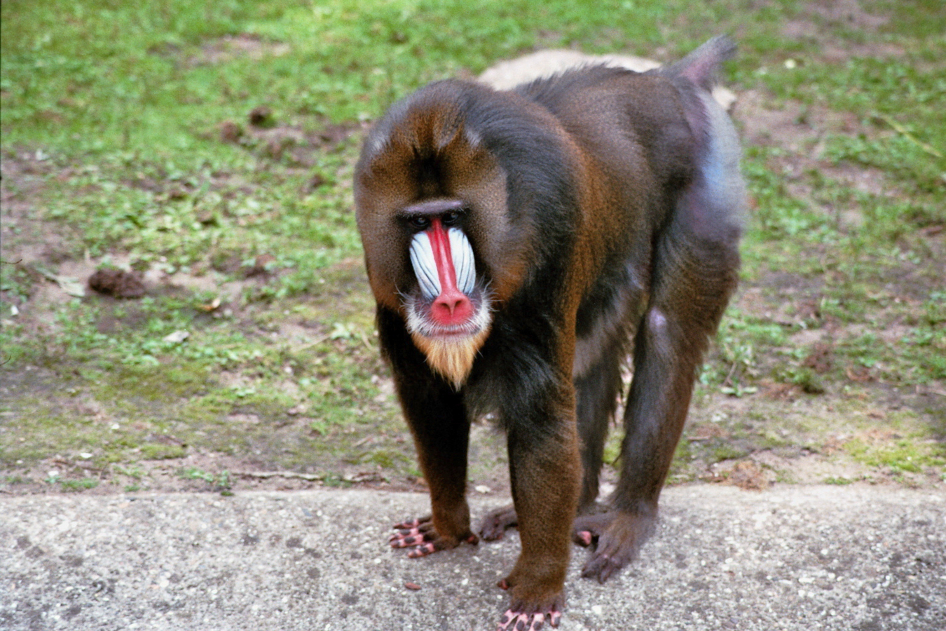 Mandril op een rots