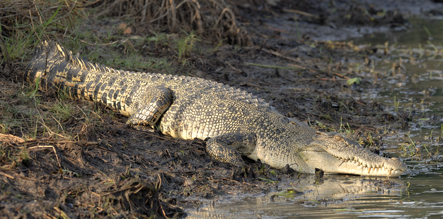 Zoutwaterkrokodil aan een rivieroever