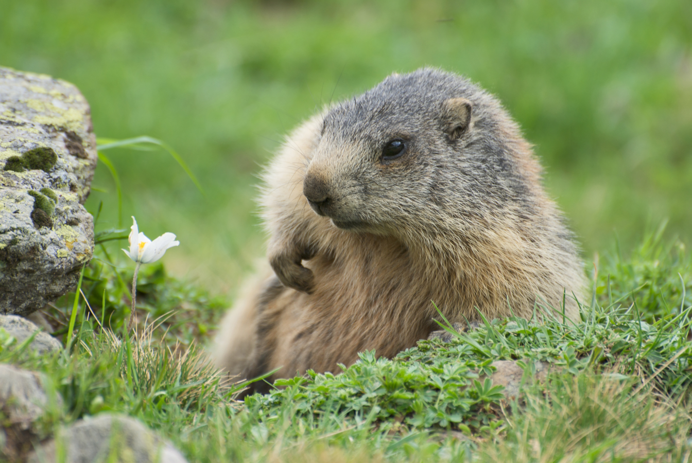 Een volwassen Alpenmarmot (Marmota marmota) krabt aan zijn buik bij de ingang van zijn hol.