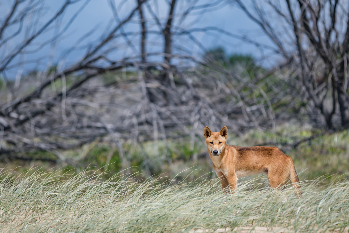 Dingo die stil staat tussen het gras en naar de camera kijkt