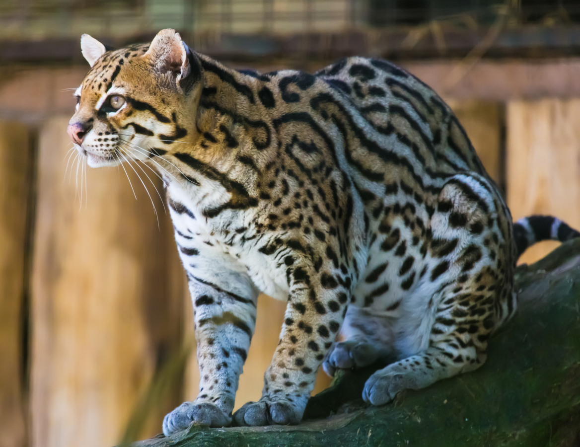 Ocelot die zit op een tak