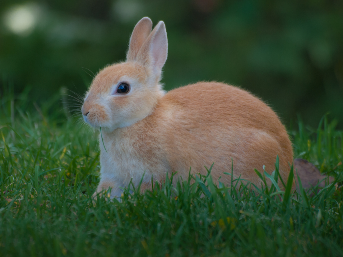 Konijn in het gras