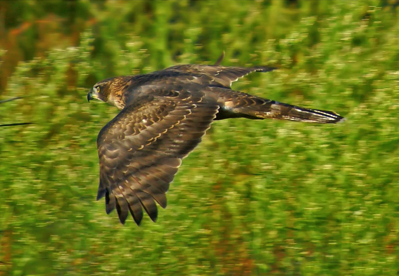 Havik in vlucht