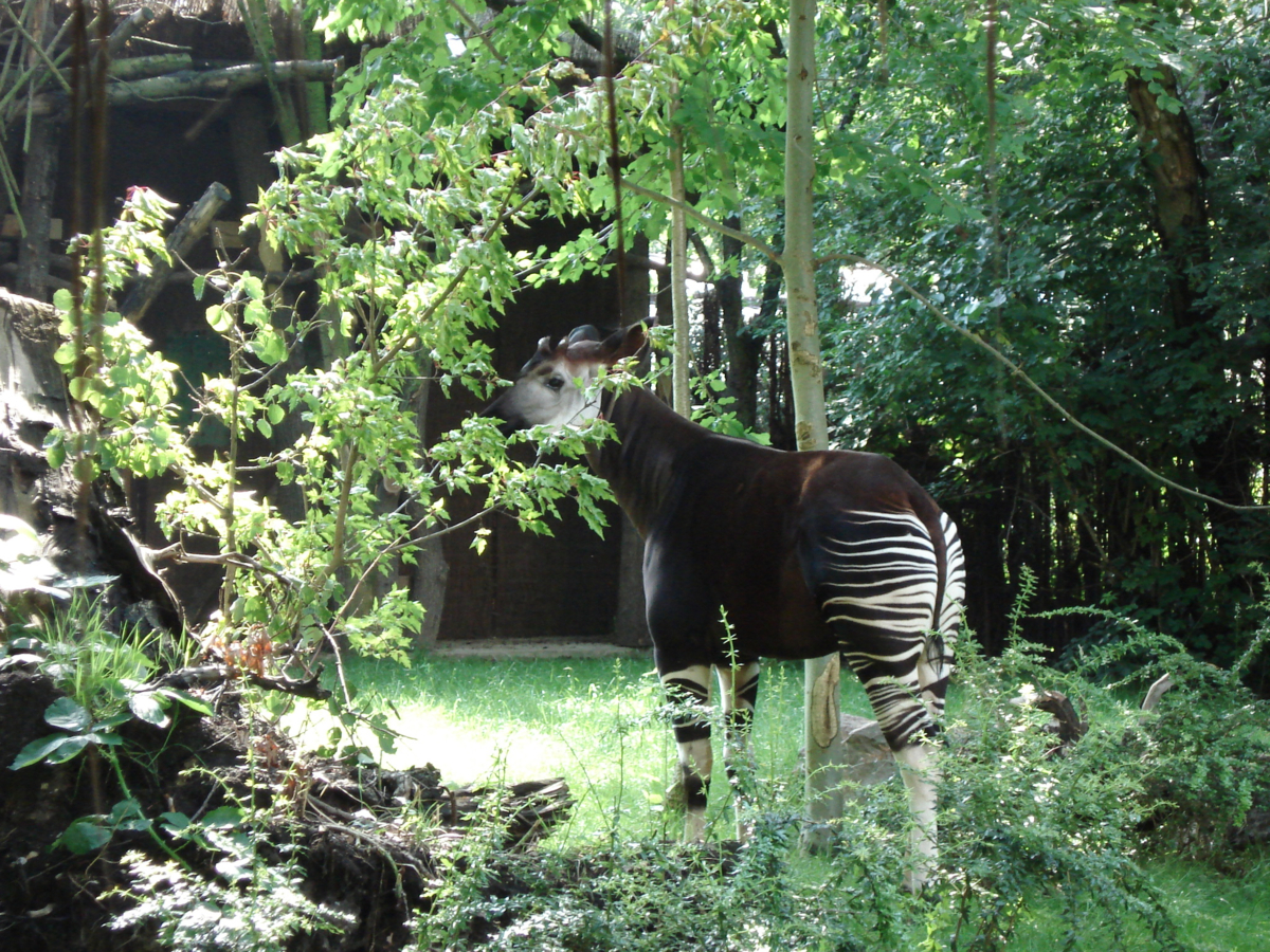 Okapi in een dierentuin van achter gefotografeerd