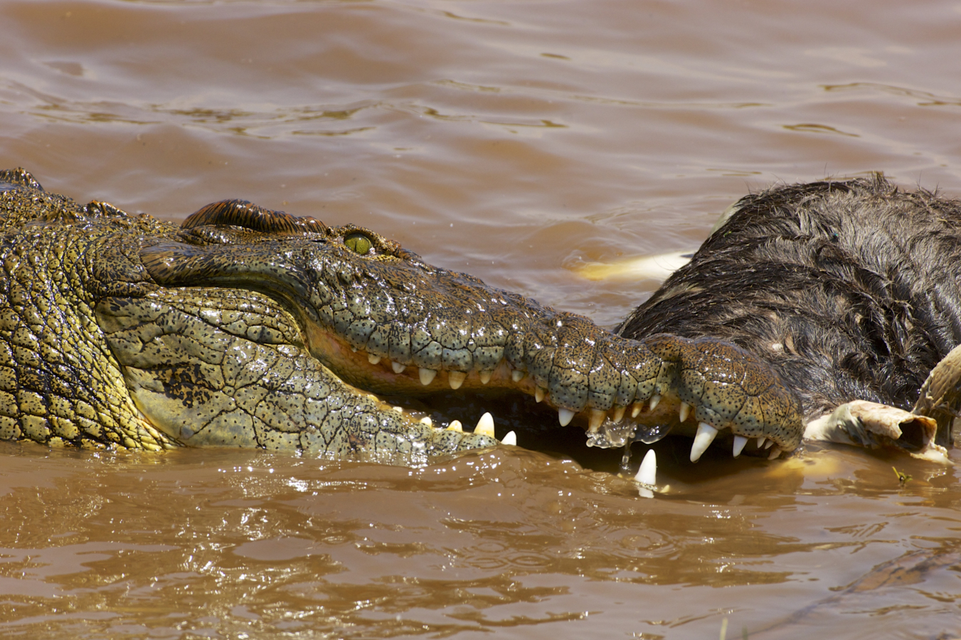 Een Nijlkrokodil (Crocodylus niloticus) voedt zich met een dode gnoe